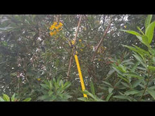 Load and play video in Gallery viewer, Long Reach Tree Pruner Head