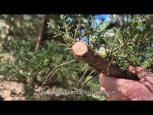 Load and play video in Gallery viewer, PowerPrune Elite 3 in 1 Combo - Includes 2 x 2Ah batteries