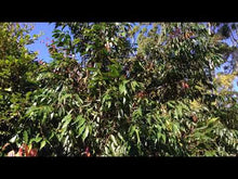 Load and play video in Gallery viewer, 6m Telescopic Fibreglass Extension Pole